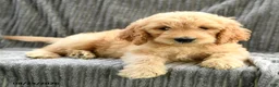 Goldendoodle dogs for sale: Finnie - Ad 4