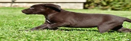 Labrador Retriever dogs for sale: Java - Ad 16