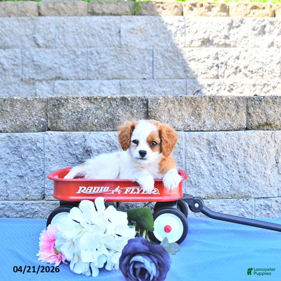 Cavapoo dogs Malia - Ad 2