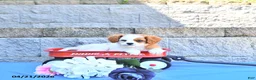 Cavapoo dogs for sale: Malia - Ad 2