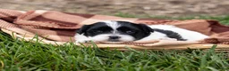 Teddy Bear dogs for sale: Clove - Ad 5