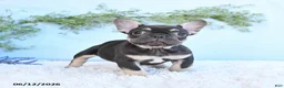 French Bulldog dogs for sale: Gracie - Ad 5