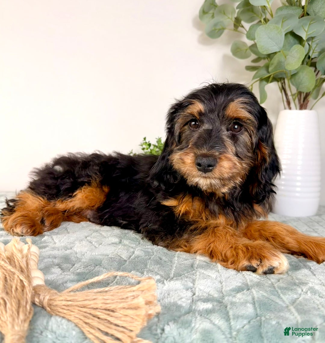 Cockapoo dogs for sale: Teddy - Ad 4