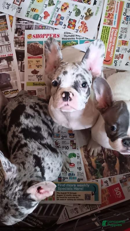 French Bulldog dogs Zoey - Ad 2