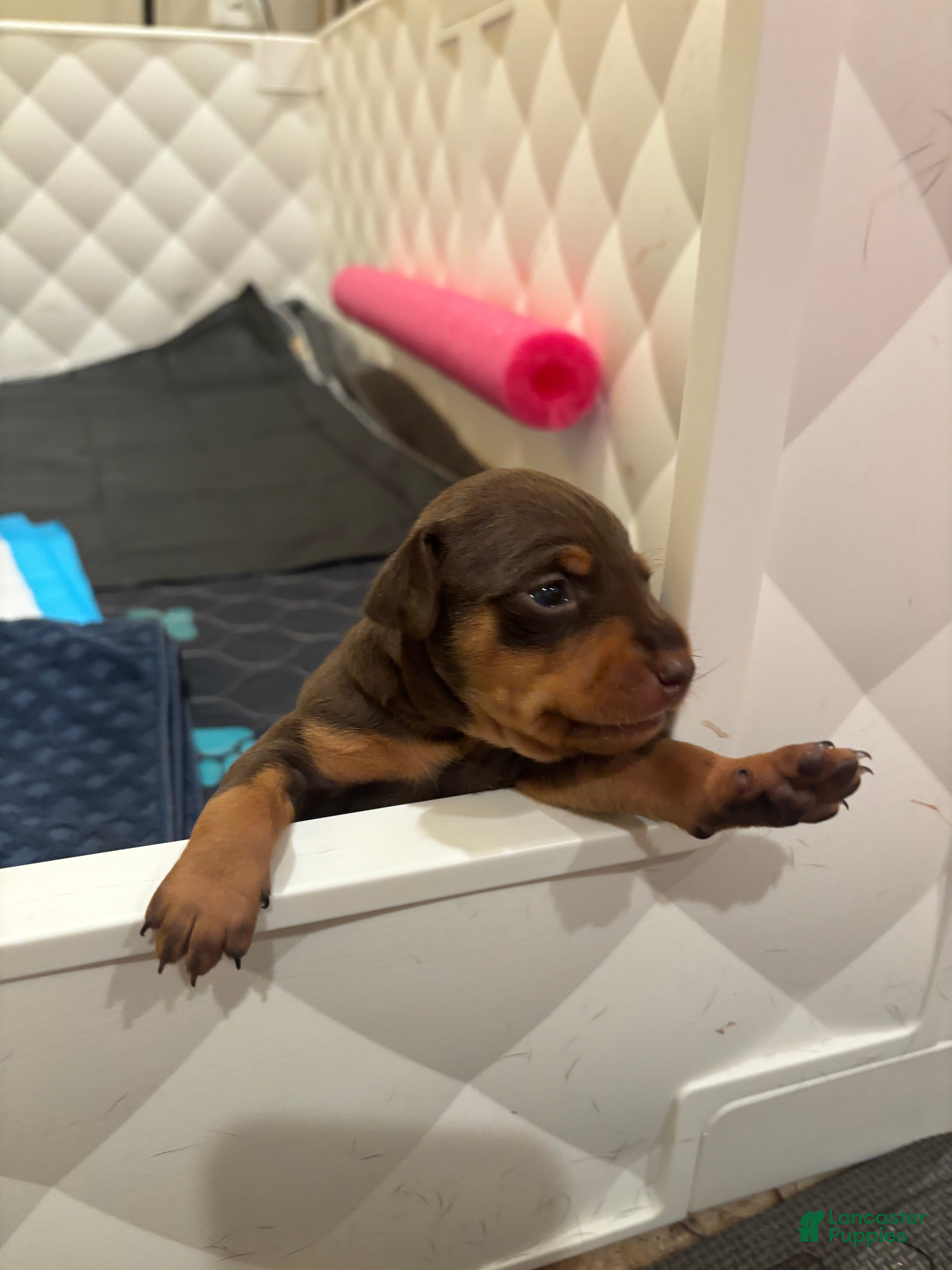 Miniature Pinscher dogs Miniature Pinscher Puppy 3 - Ad 20
