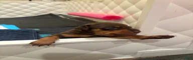 Miniature Pinscher Puppy 3