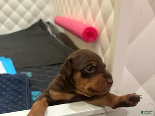 Miniature Pinscher dogs Miniature Pinscher Puppy 3 - Ad 26