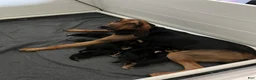 Bloodhound dogs for sale: Bloodhound Puppy 3 - Ad 2