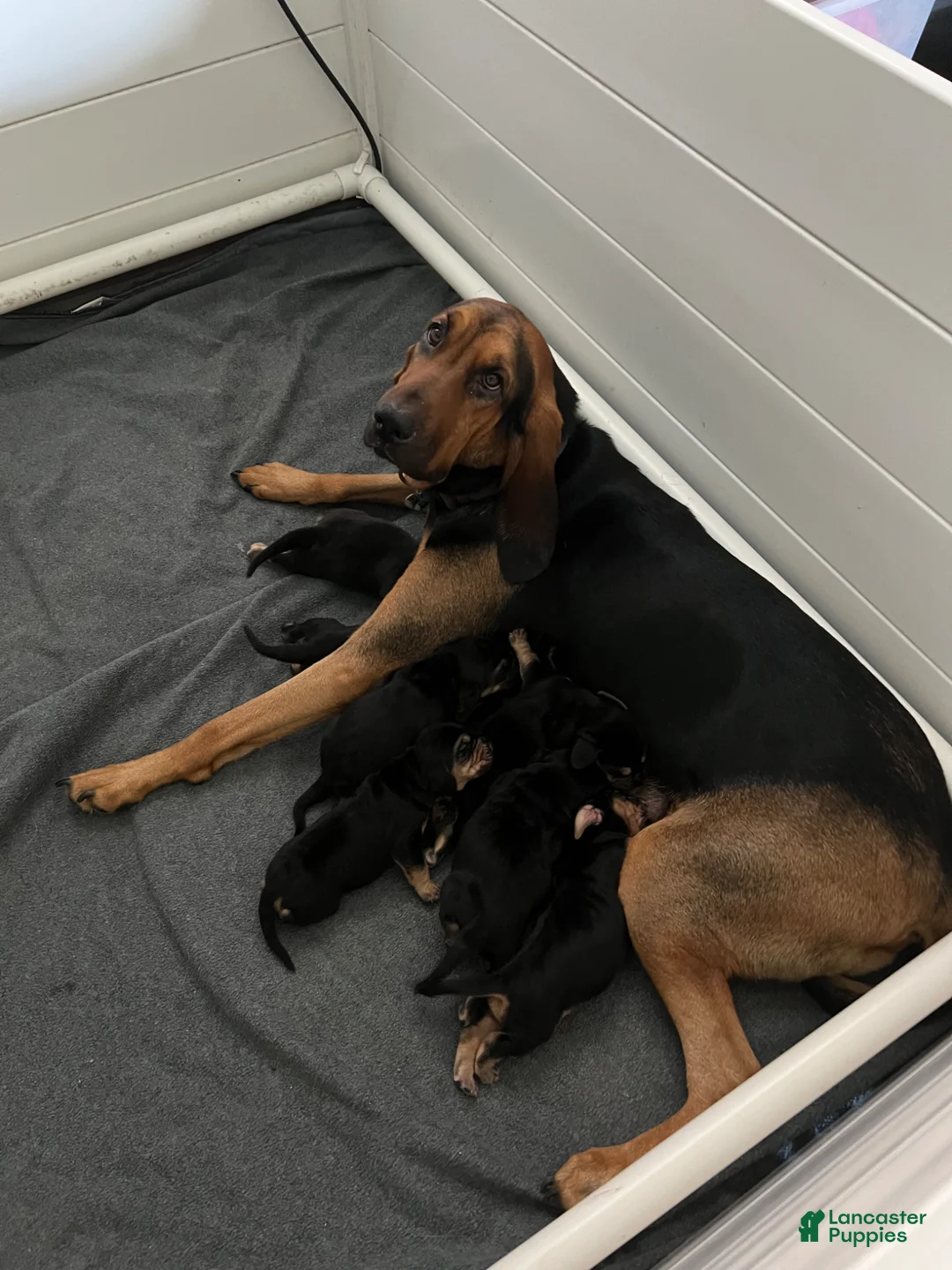 Bloodhound dogs for sale: Bloodhound Puppy 3 - Ad 2