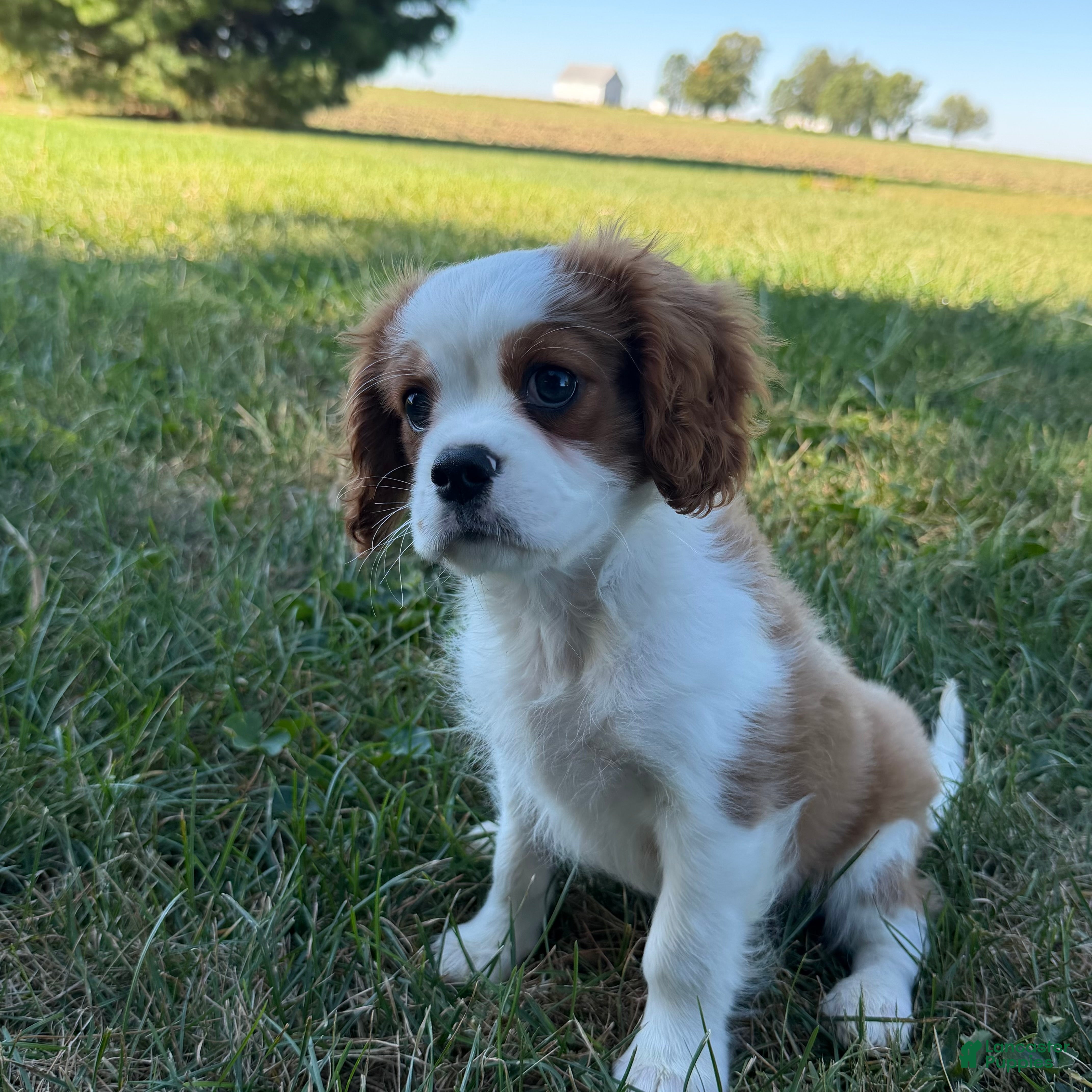 Cavalier King Charles Spaniel dogs Joshua Cavalier King Charles Spaniel  - Ad 2
