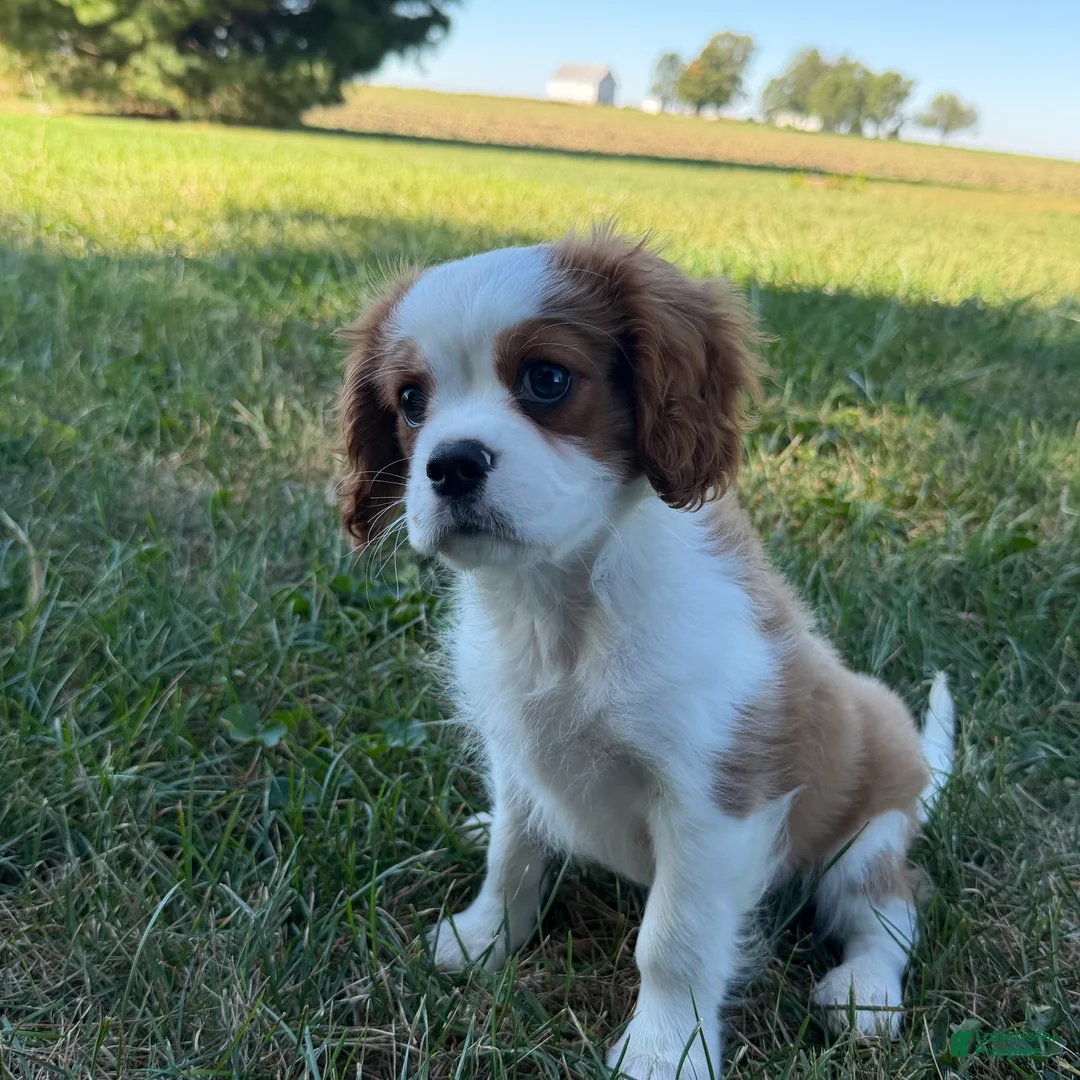 Cavalier King Charles Spaniel dogs for sale: Joshua Cavalier King Charles Spaniel  - Ad 2