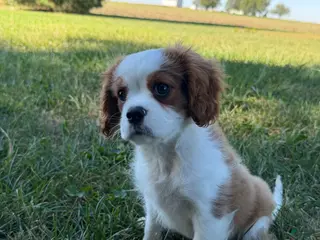 Cavalier King Charles Spaniel dogs Joshua Cavalier King Charles Spaniel - Ad 2