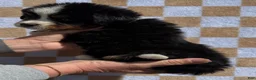 Bernese Mountain Dog dogs for sale: Charlie - Ad 4