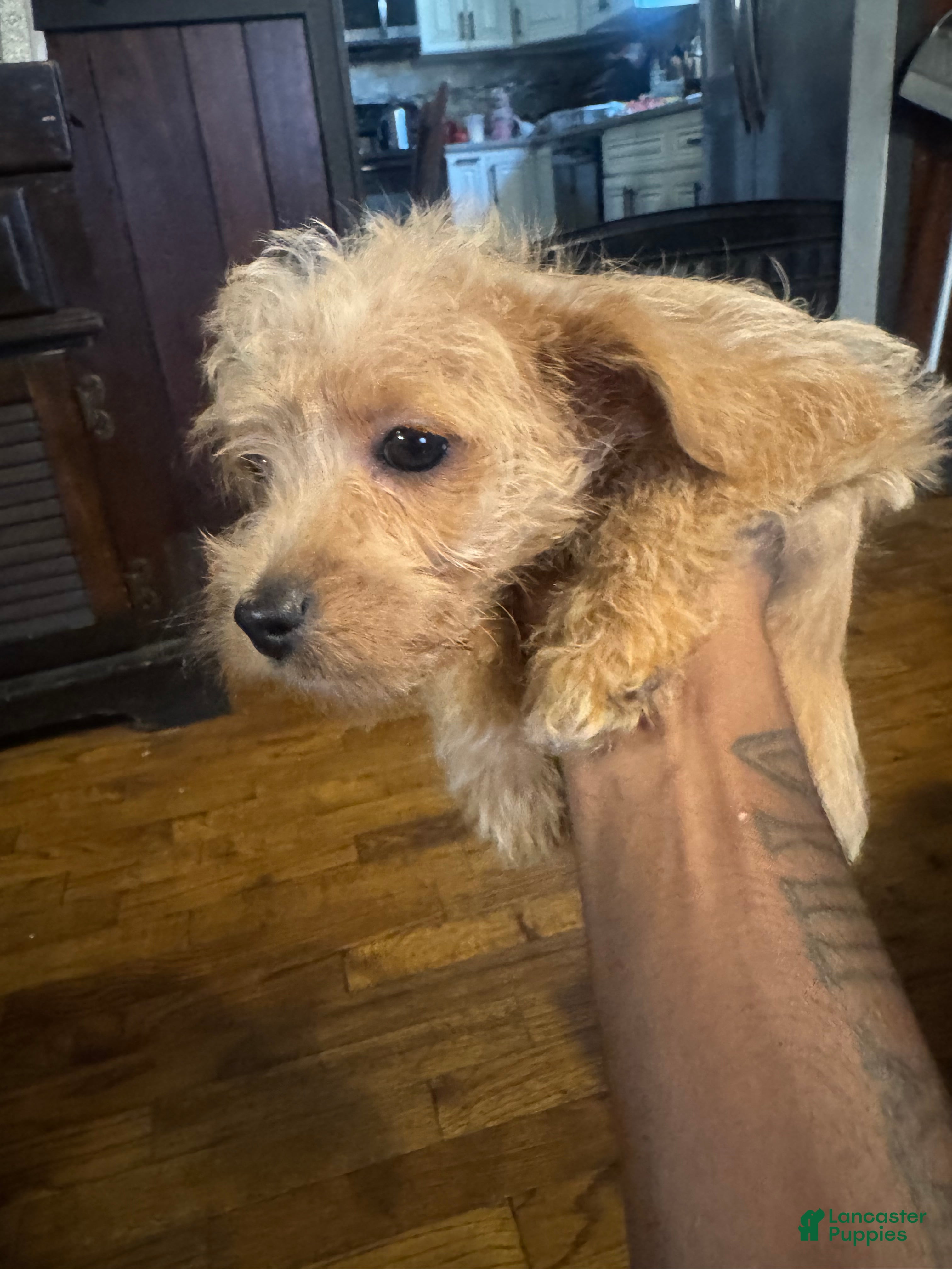 Mixed Breed dogs Nova  - Ad 29