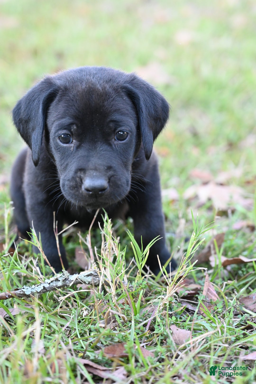 Mixed Breed dogs for sale: Puppy 3 - Ad 2