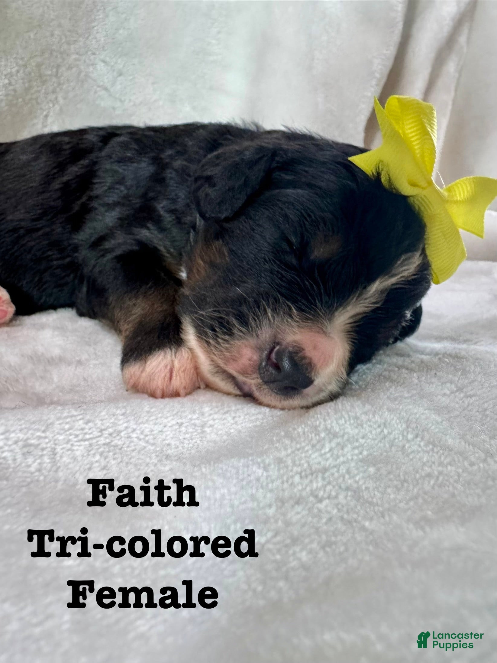 Bernedoodle dogs Faith  - Ad 20