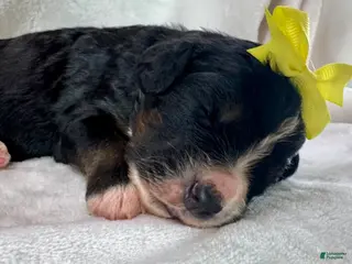 Bernedoodle dogs Faith - Ad 20