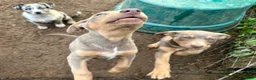 Australian Kelpie dogs for sale: Australian Kelpie 1/4 Mcnab Border Collie - Ad 4