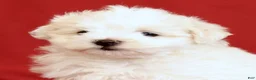 Maltese dogs for sale: Angie - Ad 9