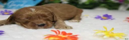 Cockapoo dogs for sale: Sherbet - Ad 3