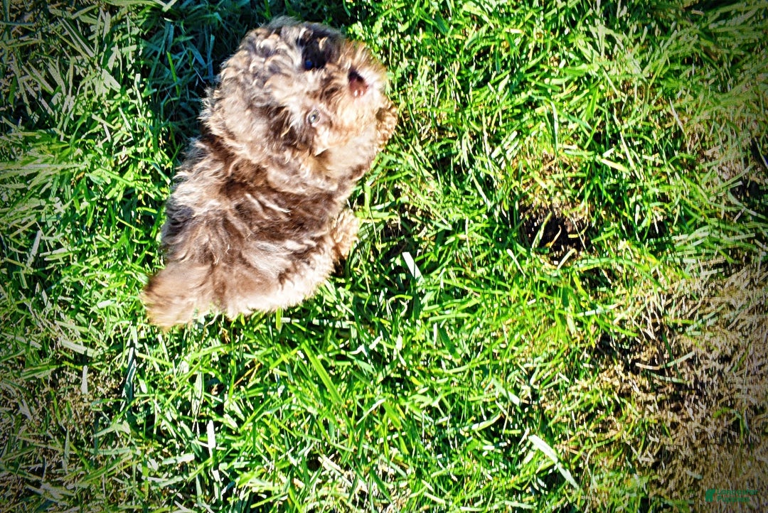 Havapoo dogs for sale: Jackson - Ad 7