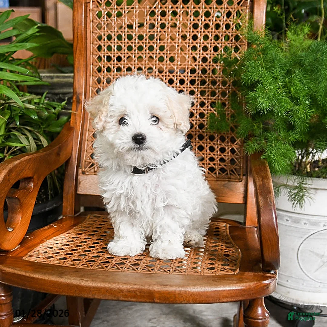 Maltipoo dogs for sale: Kline - Ad 1
