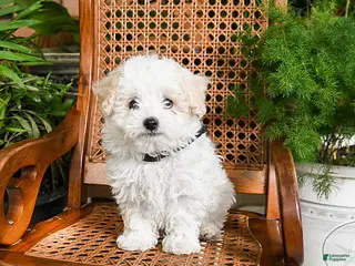 Maltipoo dogs for sale: Kline - Ad 4