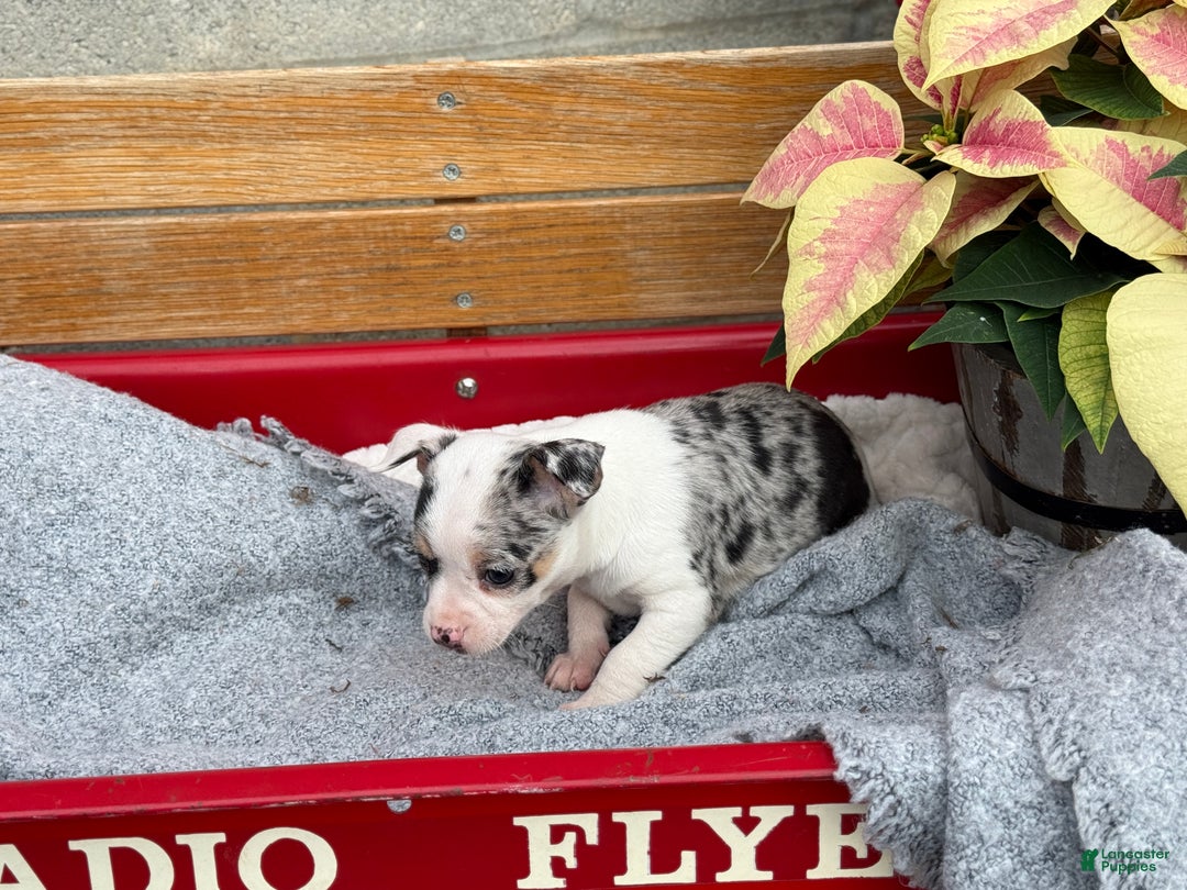 Chihuahua dogs for sale: Clara - Ad 9