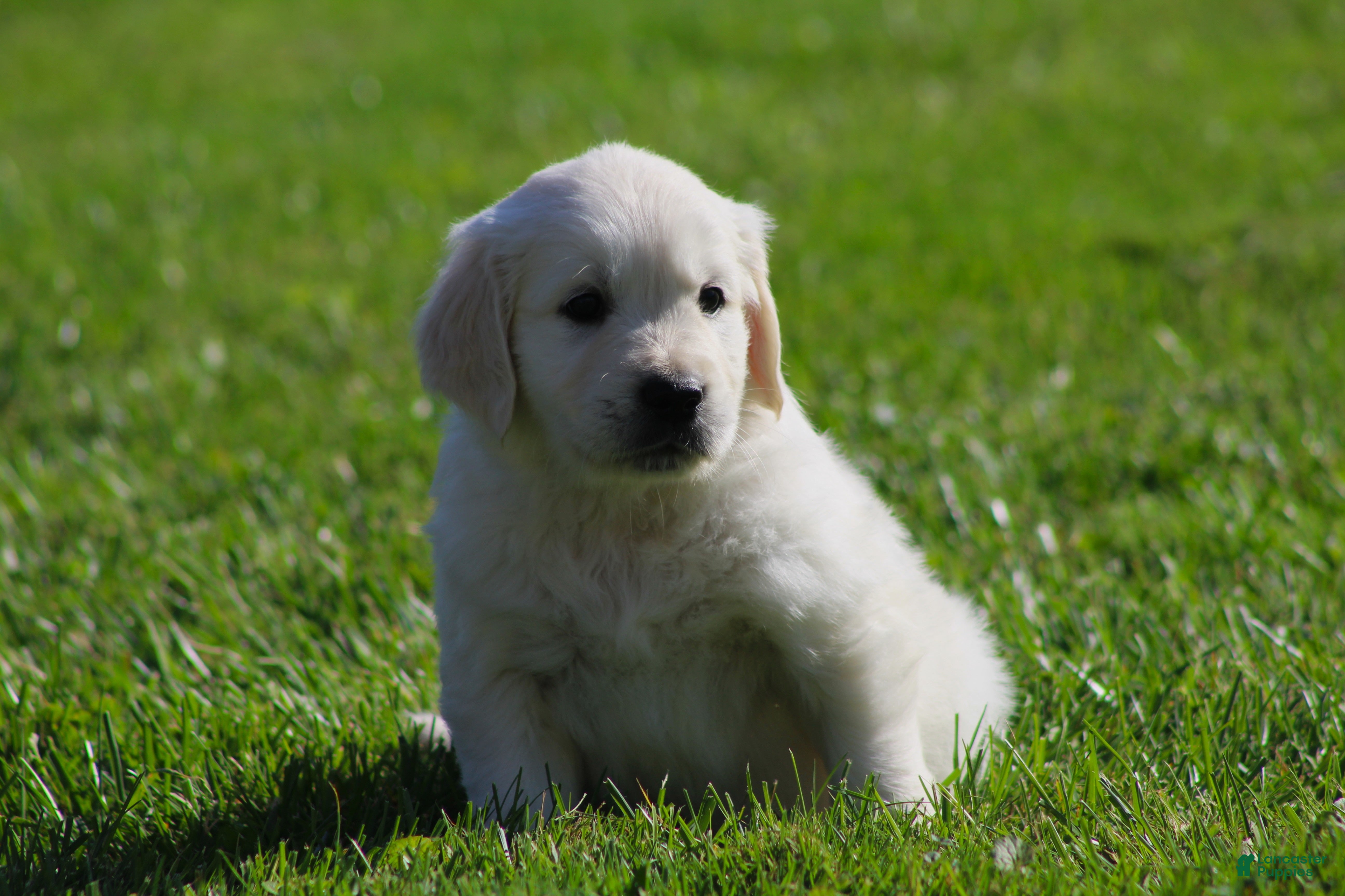 Golden Retriever dogs Lawrence  - Ad 2