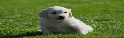 Golden Retriever dogs for sale: Lawrence  - Ad 2