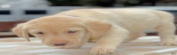 Labrador Retriever dogs for sale: Labrador Retriever Puppy 1 - Ad 8