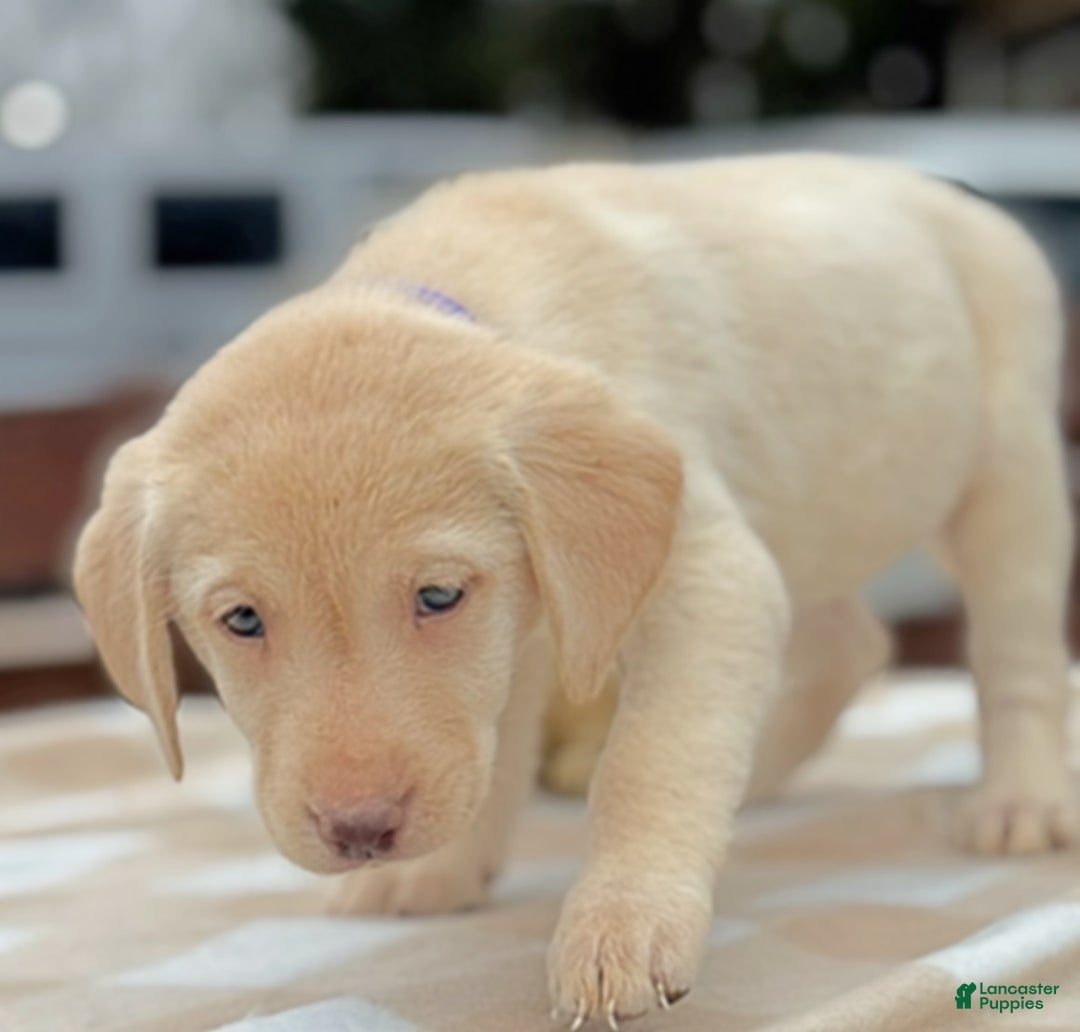 Labrador Retriever dogs for sale: Labrador Retriever Puppy 1 - Ad 8