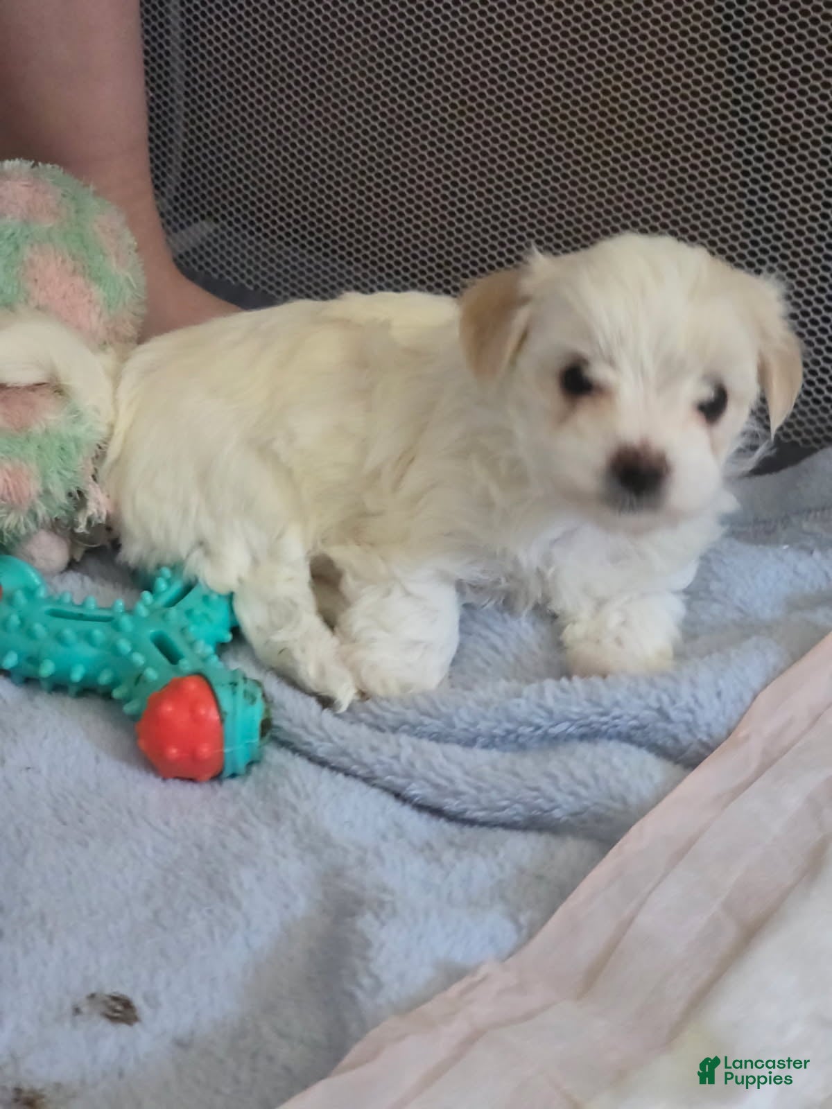 Morkie dogs Honey - Ad 1