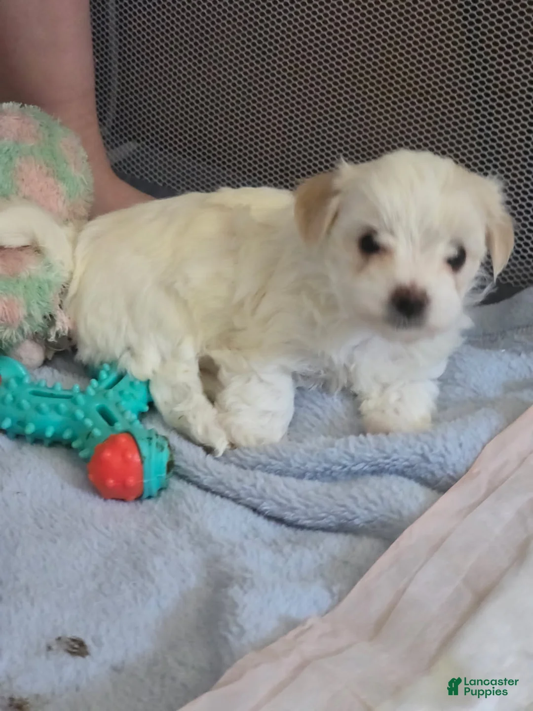 Morkie dogs for sale: Honey - Ad 1