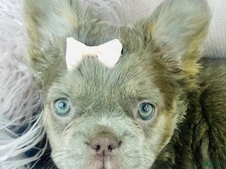 French Bulldog dogs - Ad 2