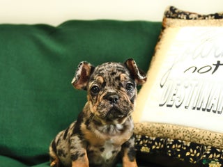 French Bulldog dogs - Ad 31