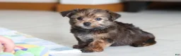 Morkie dogs for sale: Samantha - Ad 7