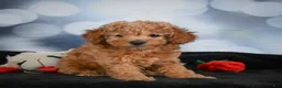 Cavapoo dogs for sale: Alice - Ad 1
