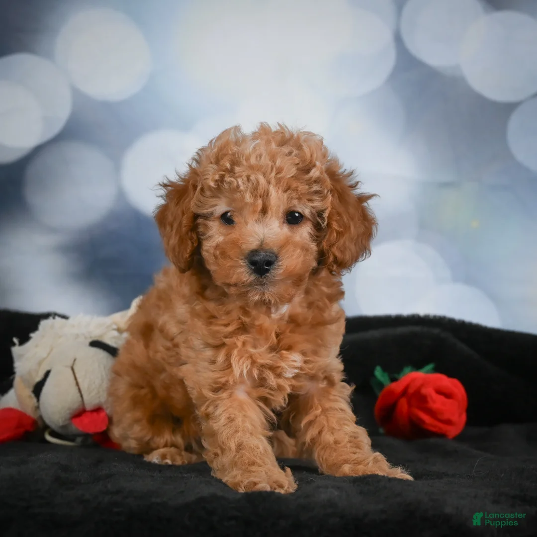 Cavapoo dogs for sale: Alice - Ad 1