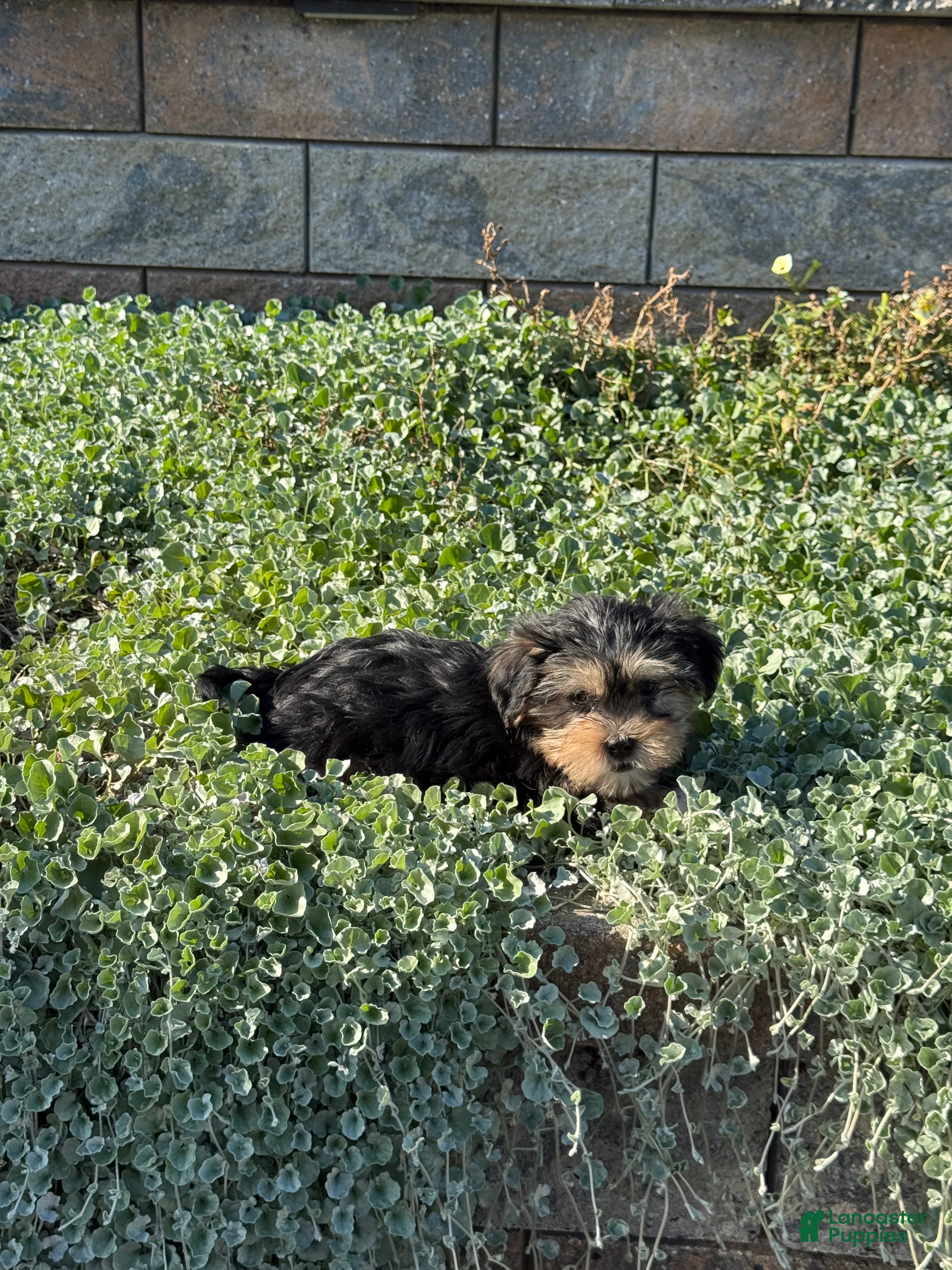Shorkie dogs Austin  - Ad 6