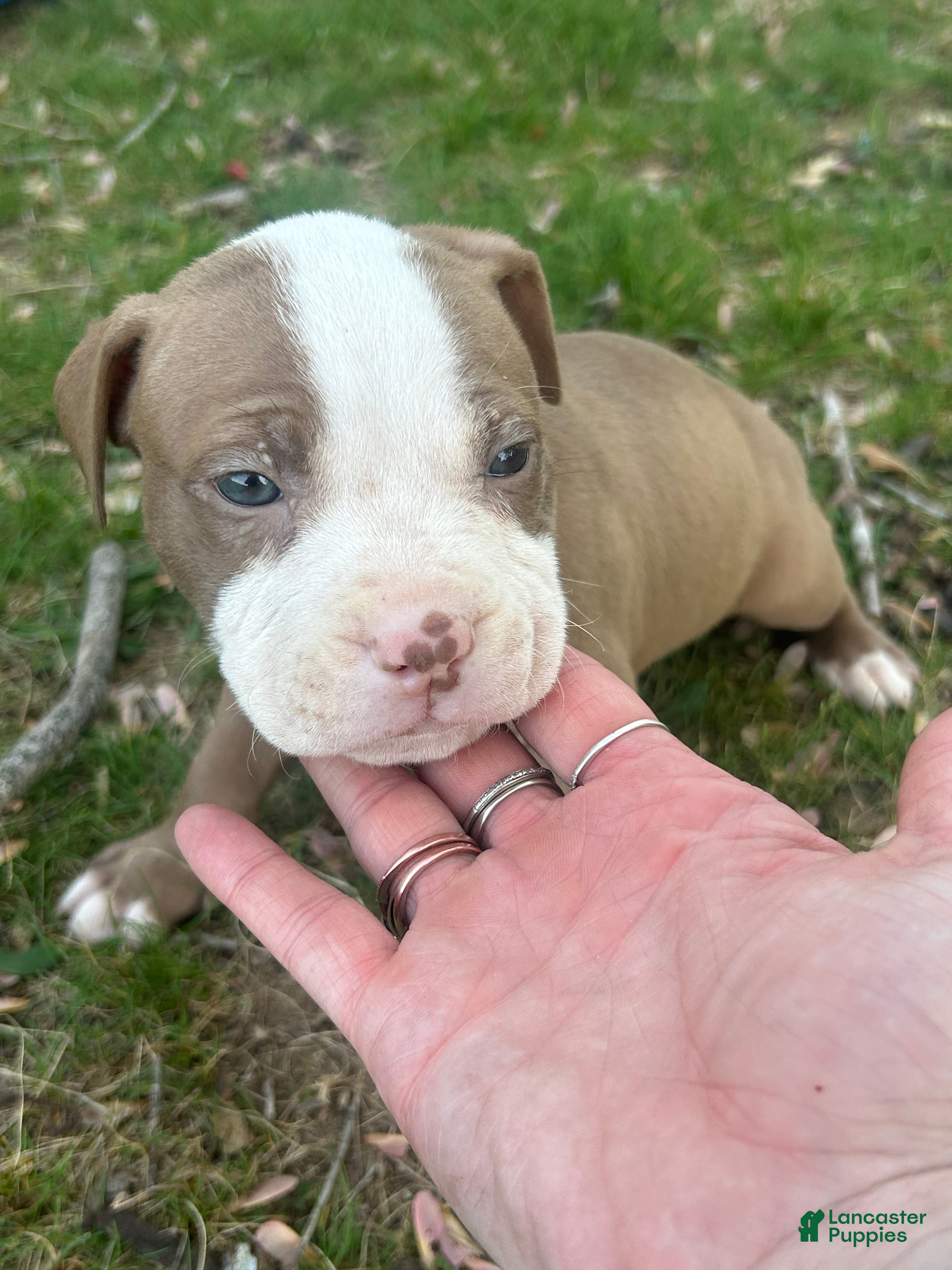 American Bully dogs American Bully Puppy 2 - Ad 28