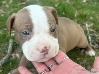 American Bully dogs American Bully Puppy 2 - Ad 28
