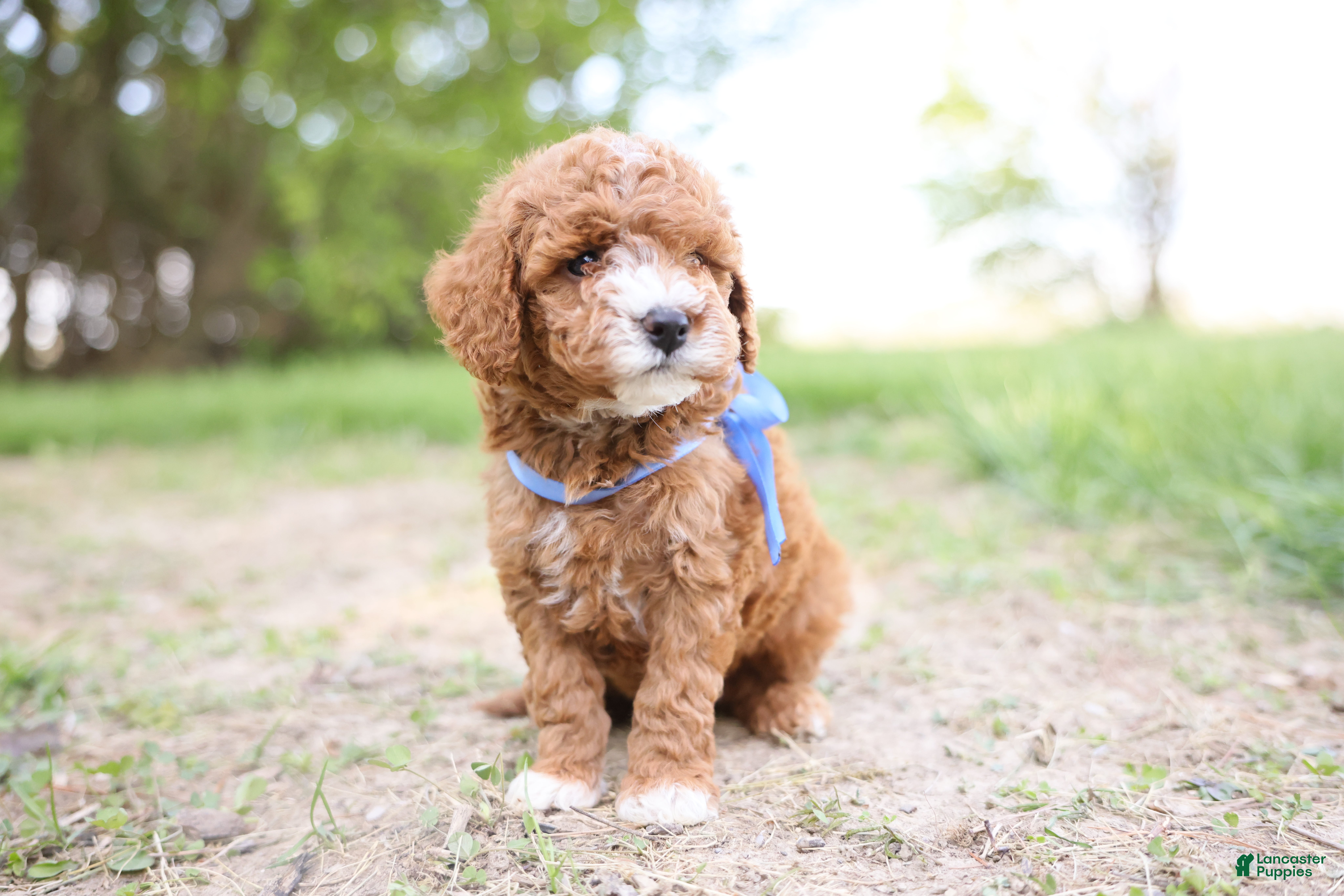 Goldendoodle dogs Auggie - Ad 2