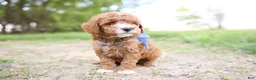 Goldendoodle dogs for sale: Auggie - Ad 2