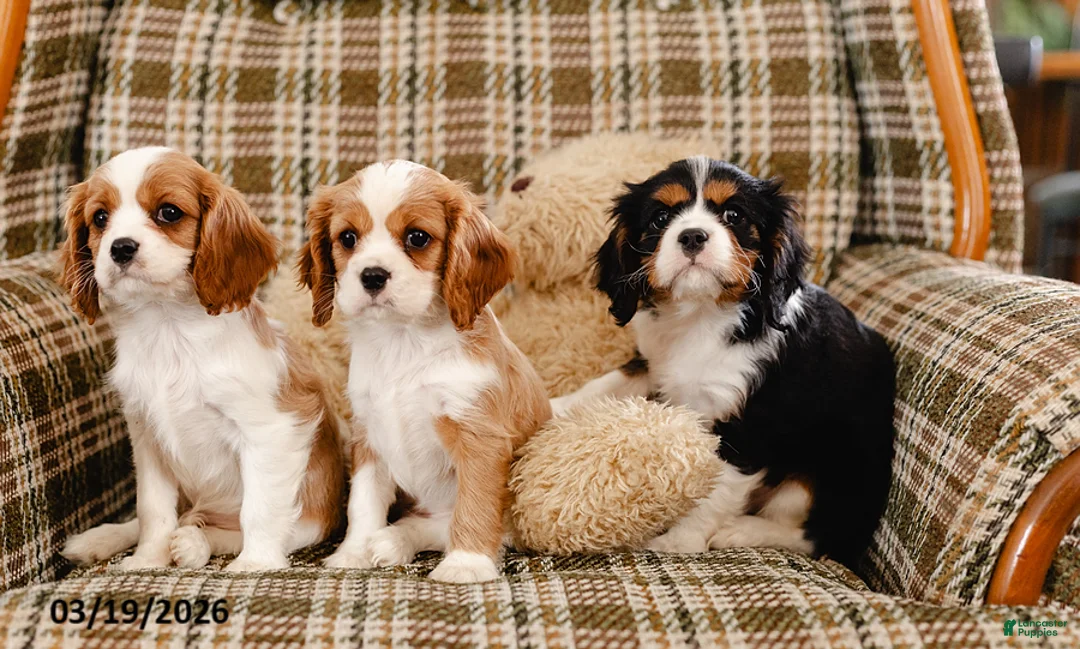 Cavalier King Charles Spaniel dogs for sale: Harold - Ad 7