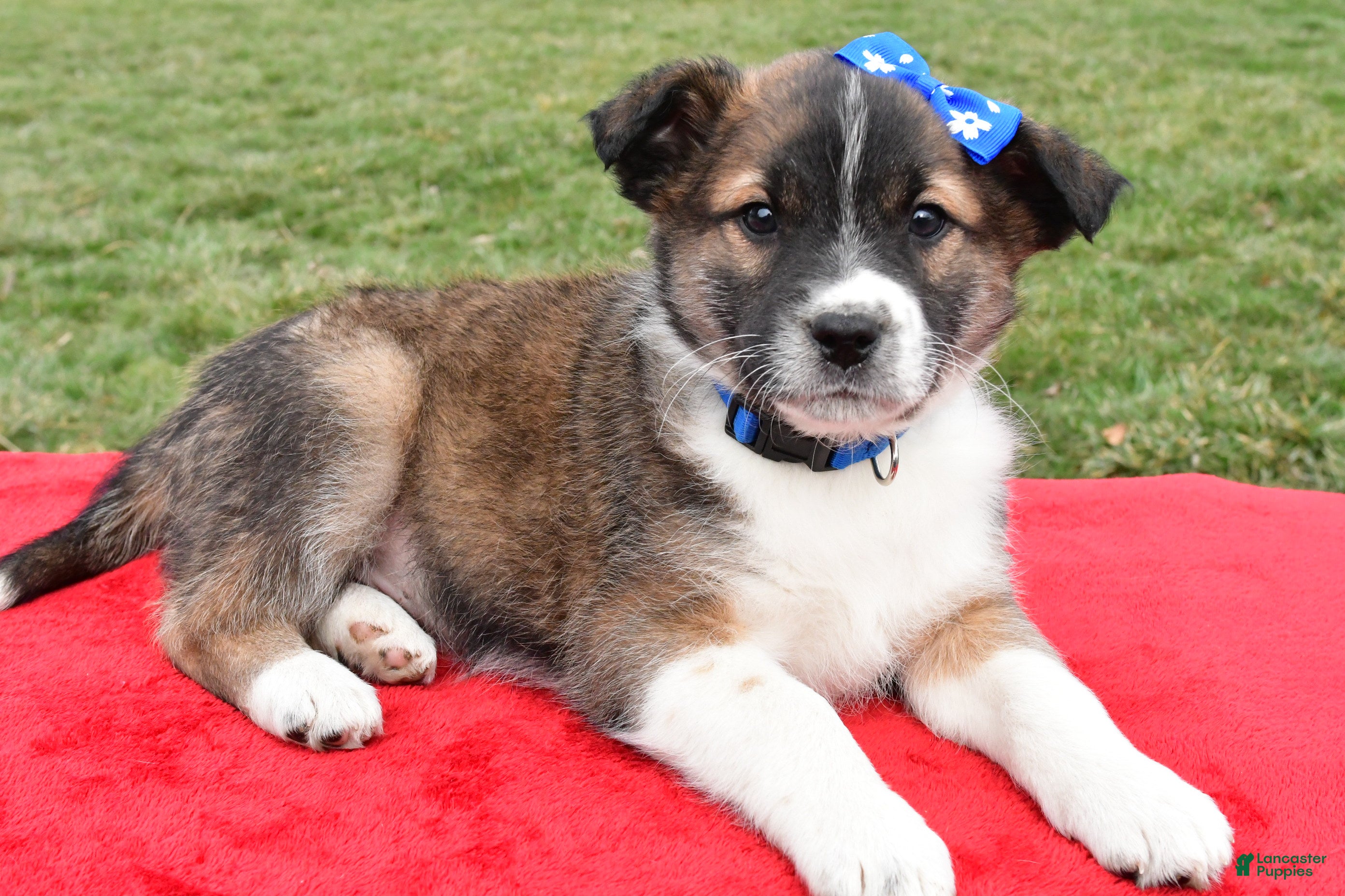 Mixed Breed dogs Max - Ad 2