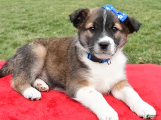 Mixed Breed dogs Max - Ad 23