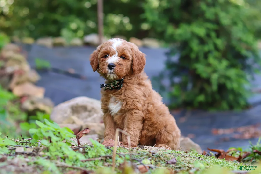 Mini Goldendoodle dogs for sale: Everly - Ad 2