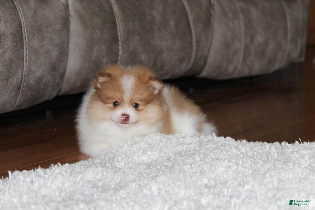Pomeranian dogs for sale: Kenny - Ad 18