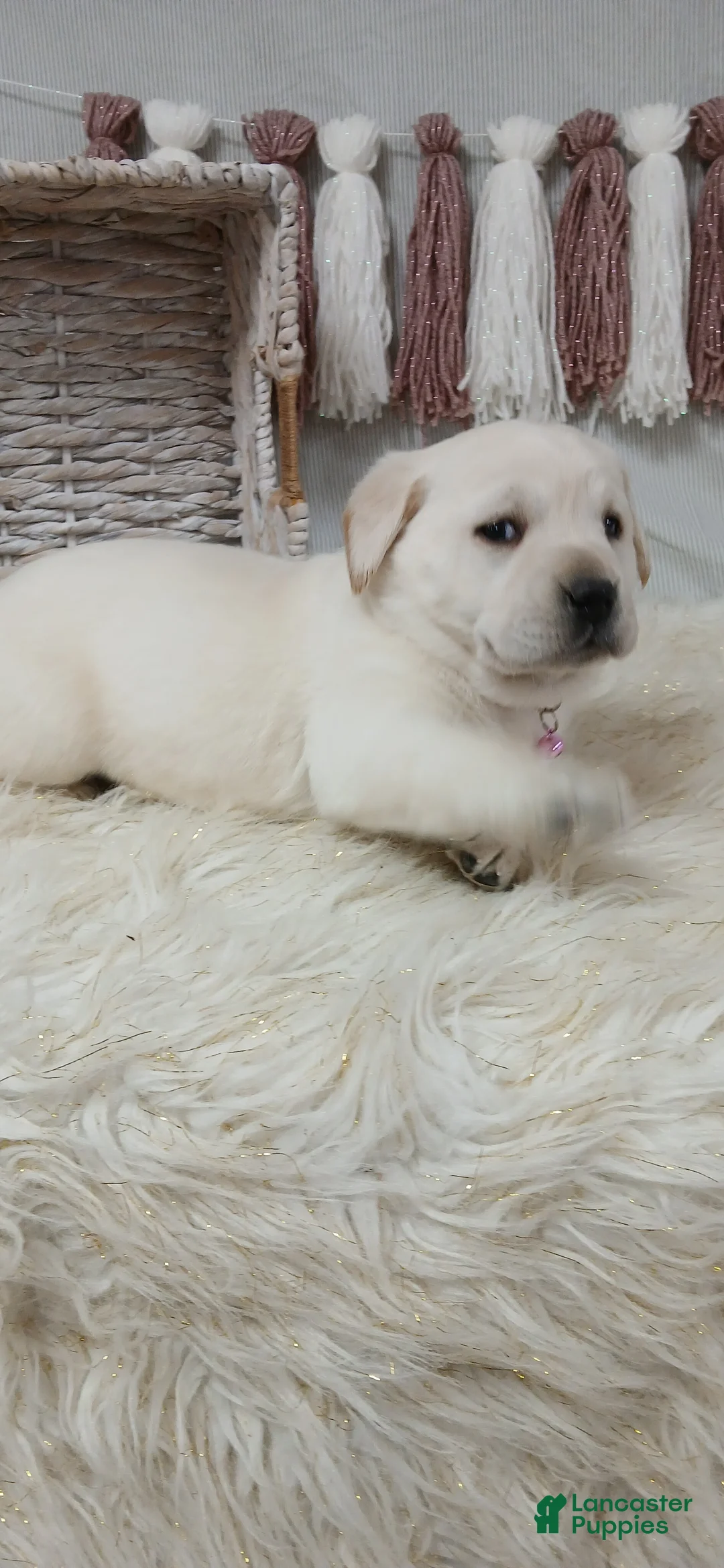Labrador Retriever dogs for sale: IRIS - Ad 9